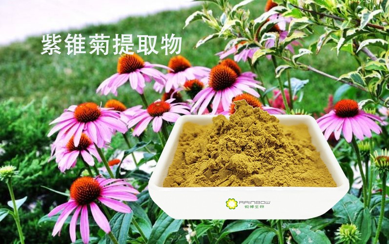 紫錐菊提取物 紫錐菊提取物