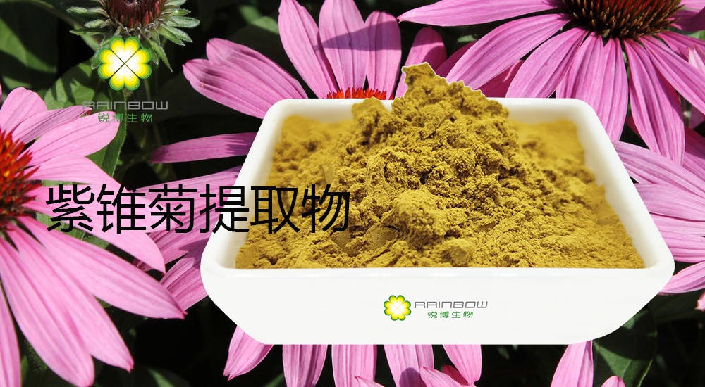 紫錐菊提取物 紫錐菊提取物
