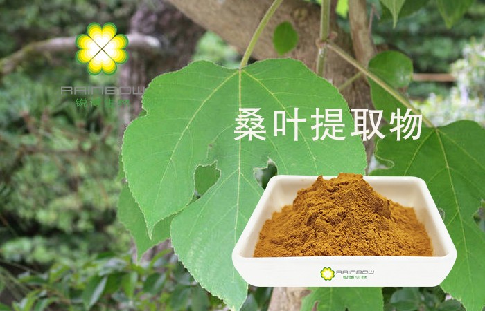 桑葉提取物 桑葉提取物